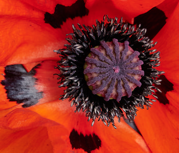 Poppy with petals This close-up still life photograph features the detailed central structure and vibrant orange-red petals of a poppy flower, captured in Tapton Park during the afternoon in late spring. The intricate purple and black details of the poppy's stamens and pistil are in sharp focus, emphasizing the texture and natural beauty of the blossom. The image highlights the rich colors and contrasts typical of poppies as seen in the gardens of Tapton Park when the flowers are in full bloom during this season.